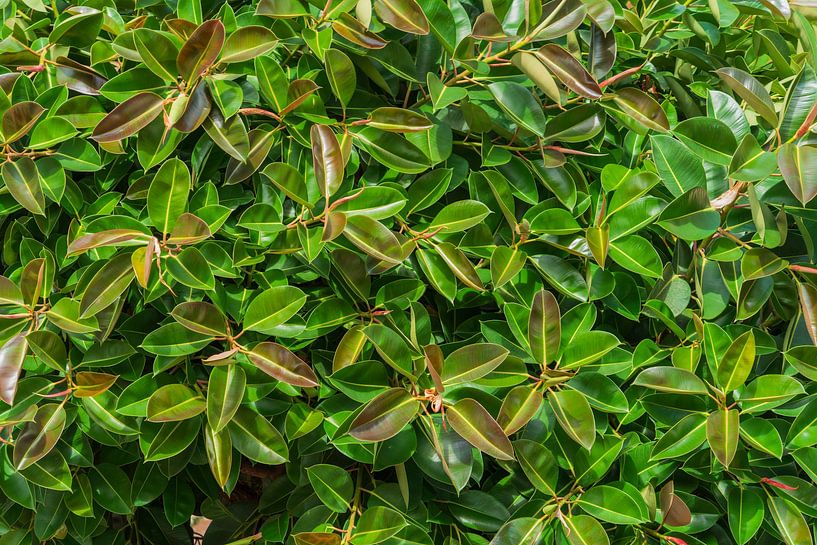 Loof van de gimmiboom van Achim Prill