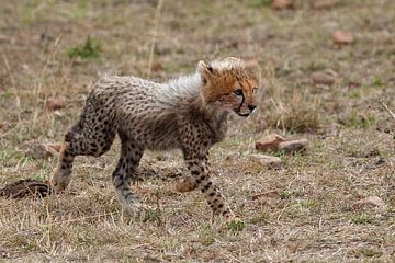 Cheetah kind loopt
