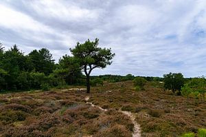 Dunkler Wald