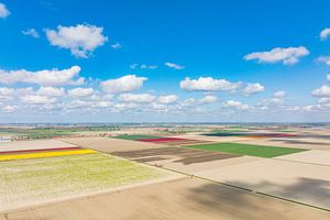 Tulpen in landwirtschaftlichen Feldern im Frühling von oben gesehen