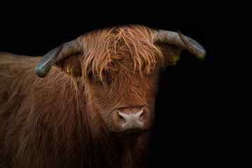 Schotse Hooglander van PeetMagneet