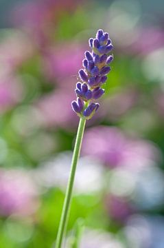 Lavendel (Lavendula) van Tamara Witjes