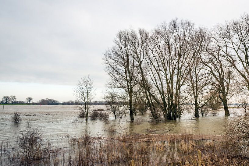 Hoogwater in de Waal bij Poederoijen by Ruud Morijn