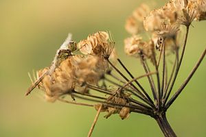 Libelle auf einer toten Blume von Moetwil en van Dijk - Fotografie