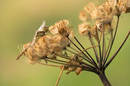 Libel op uitgebloeide bloem
