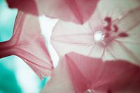 Blumen Makro-Infrarot