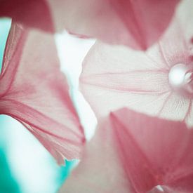 Flowers macro infrared by Lars Beekman