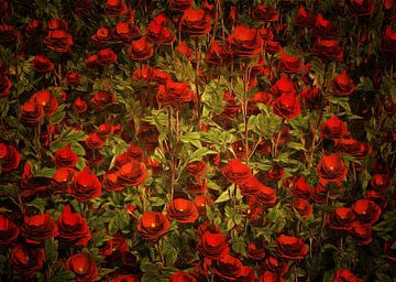 Roses - Roses rouges