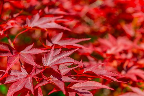 Waaieresdoorn - Japanse esdoorn