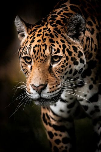 Jaguar