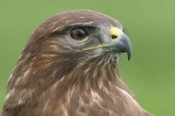 Mäusebussard (Buteo buteo) von Ronald Pol
