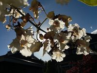 Bloemetjes
