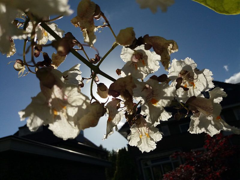 Bloemetjes by Roos van Kooten