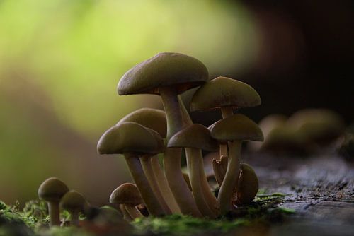 Mushrooms in the forest