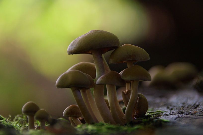 Champignons dans la forêt par Koen Blancquaert