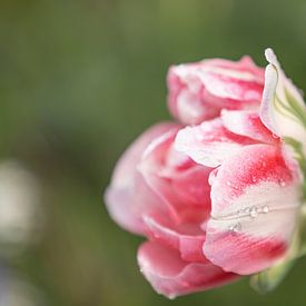 Close-up van een roze en witte tulp in volle bloei met regendruppels van Joachim Küster