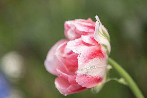 Close-up of a pink and white tulip in full bloom with raindrops
