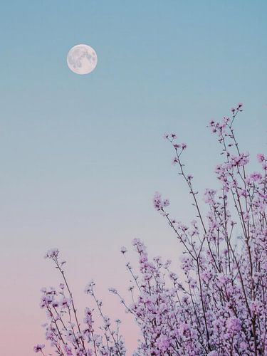 Lila Blumen und weißer Vollmond