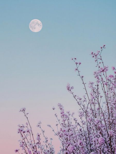Lila Blumen und weißer Vollmond von Thea