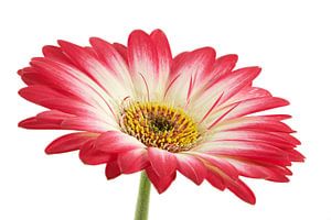 Gerbera blanc/rose sur Tanja van Beuningen