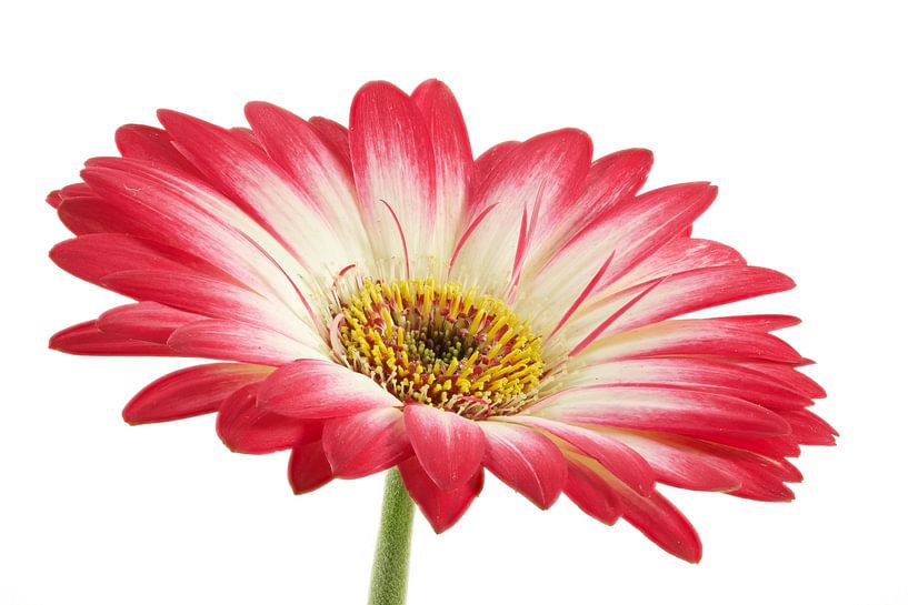 Wit met Roze Gerbera van Tanja van Beuningen