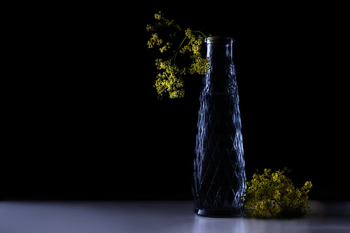 Gelbe Blüten aus dem Frauenmantel (Alchemilla) in einer dunkelblauen Glasvase vor schwarzem Hintergr
