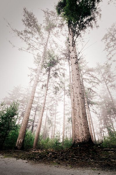 Ein nebliger Kiefernwald in Nijverdal von Jaimy Leemburg Fotografie