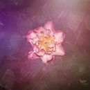 perfect roze van Ribbi thumbnail
