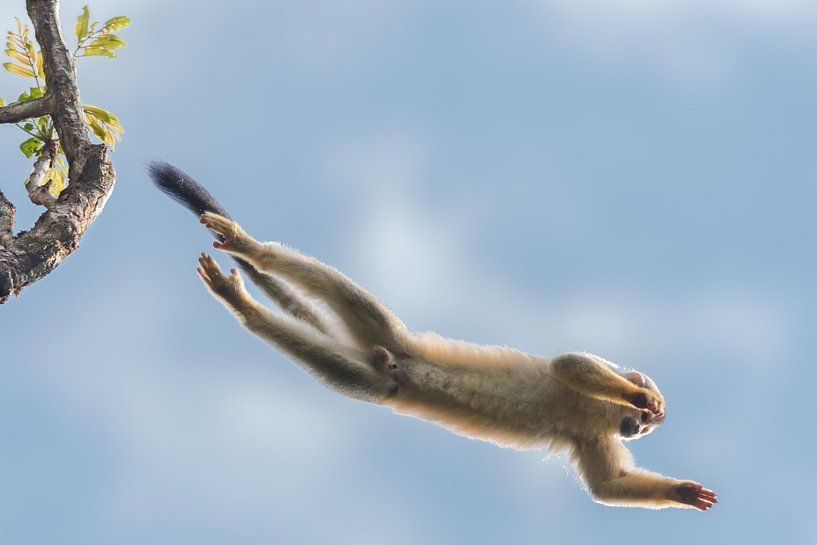 Der Sprung. von Tim Link