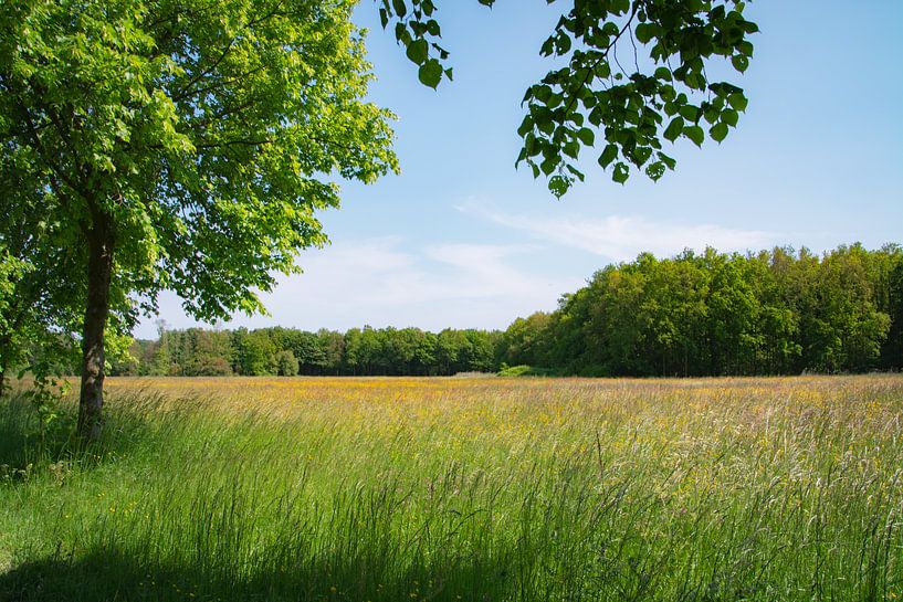 Boterbloemenparadijs in het groene hart van Maassluis van FotoGraaGHanneke
