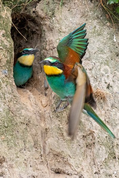 Bee-eater feeds its young by Michelle Peeters