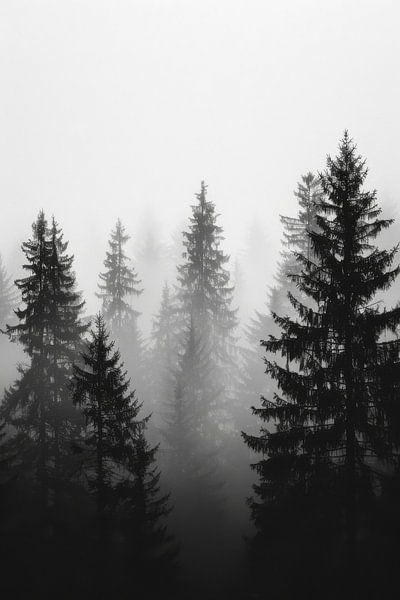Mystical forest in the mist by Poster Art Shop