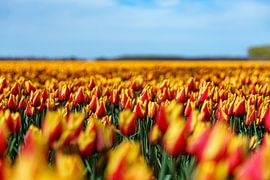 Tulips 2024 (6) by Eye Scream Shop