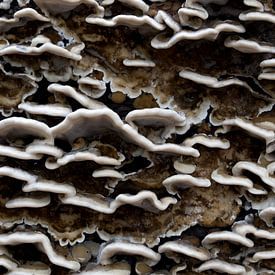 Nahaufnahme eines Feenbechers oder Trametes versicolor vor einem Baum von W J Kok