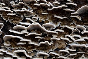 closeup of a fairy cup or Trametes versicolor against a tree