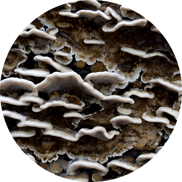 closeup van een elfenbakkje of Trametes versicolor tegen een boom