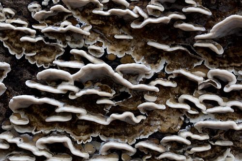 closeup of a fairy cup or Trametes versicolor against a tree by W J Kok