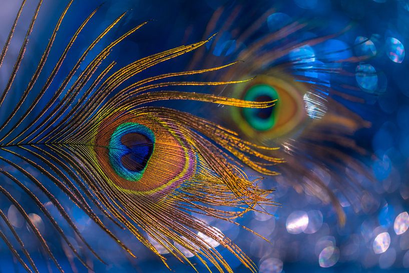 Das Aquarium von Rob Bout