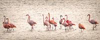 Flamingos in Zeeland