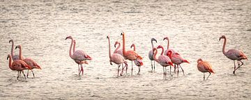 Flamingo's in Zeeland van Marjolein van Middelkoop