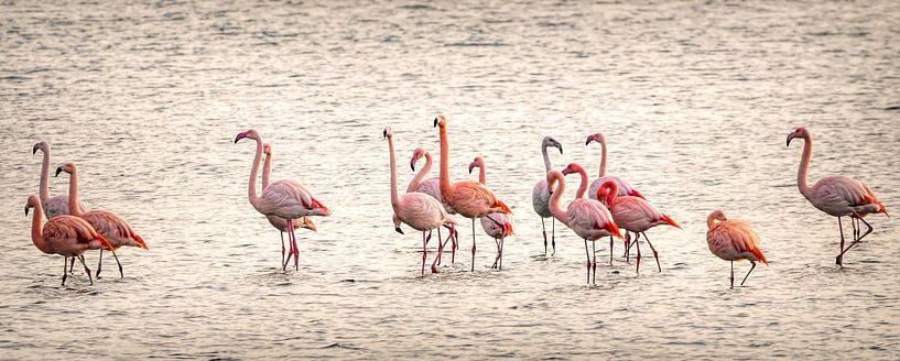Flamingos in Zeeland by Marjolein van Middelkoop