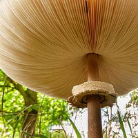 Mushroom