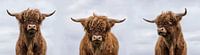 Triptychon Schottische Highlander