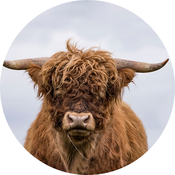 Drieluik Schotse Hooglander