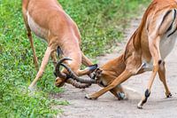 Fighting Impala