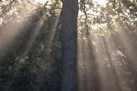 Sunbeams along a tree