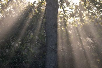Sonnenstrahlen entlang eines Baumes
