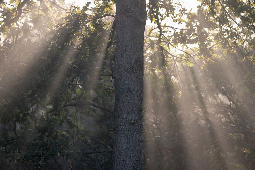 Sunbeams along a tree by Kim de Groot