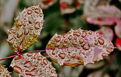 Regentropfen auf Mahonienblättern