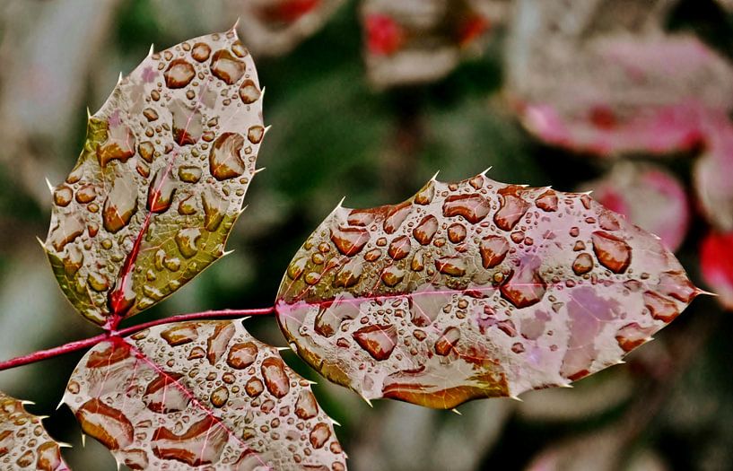 Raindrops on mahonia leaves by Werner Lehmann
